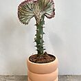 ribbed rustic concrete planter for 13cm pot peach