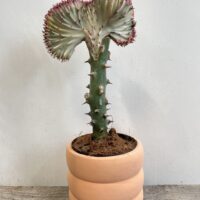 ribbed rustic concrete planter for 13cm pot peach