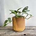 honey rustic concrete planter for 18cm pot