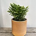 honey rustic concrete planter for 18cm pot