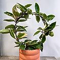 ribbed rustic concrete planter for 13cm pot peach