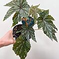 begonia gryphon cane12cm pot