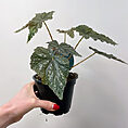 begonia gryphon cane12cm pot
