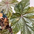 begonia gryphon cane12cm pot