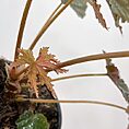 begonia gryphon cane12cm pot