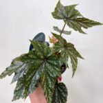 Begonia Gryphon Cane 12cm pot