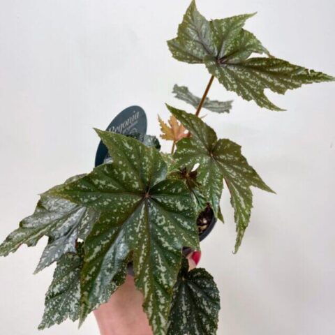 begonia gryphon cane12cm pot