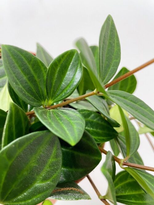 close up shot of Peperomia Angulata X-Ray Plant leaves and stem on a white background