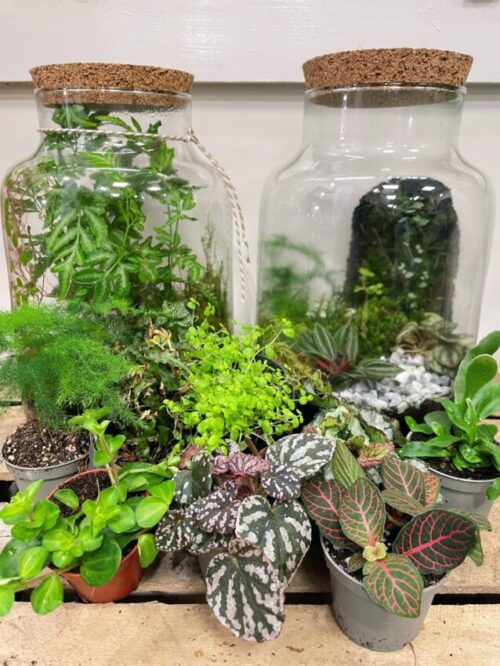 terrarium plants bundle