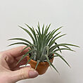 tillandsia lonantha air plant in terracotta pot