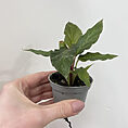 tillandsia lonantha air plant in terracotta pot