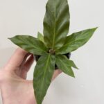 Calathea Rufibarba Green Dotie Prayer Plant 6cm pot