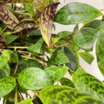 Aeschynanthus Marmoratus Zebra Lipstick Plant 19cm pot LARGE