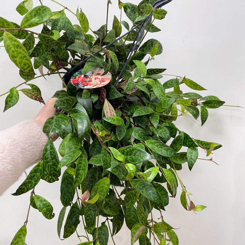 tillandsia lonantha air plant in terracotta pot tillandsia lonantha air plant in terracotta pot