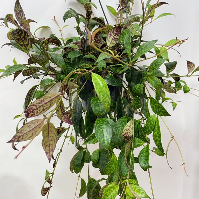 tillandsia lonantha air plant in terracotta pot tillandsia lonantha air plant in terracotta pot