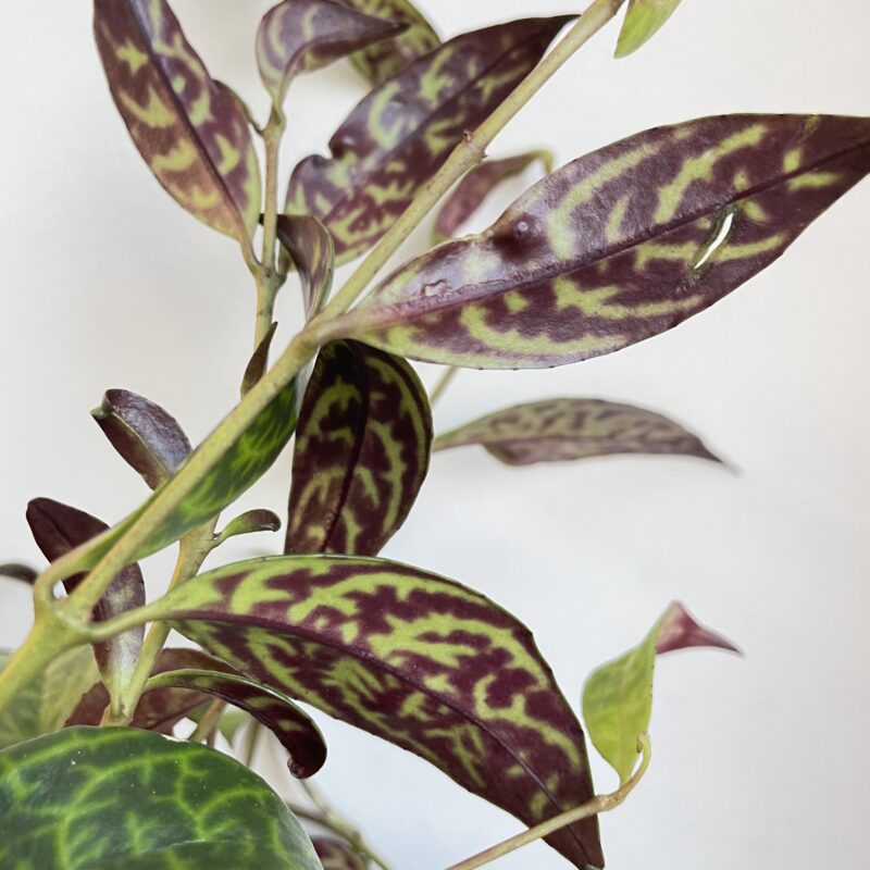 tillandsia lonantha air plant in terracotta pot tillandsia lonantha air plant in terracotta pot