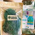 fresh live sheet carpet moss (copy)