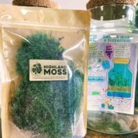 fresh live sheet carpet moss (copy)