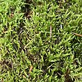 fresh live sheet carpet moss (copy)