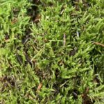 Caley Brothers Bulk Moss