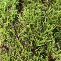 fresh live sheet carpet moss (copy)
