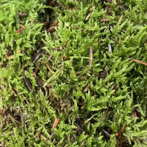 fresh live sheet carpet moss (copy)