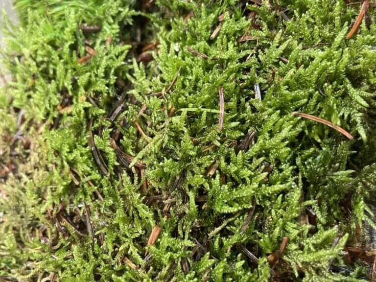 Caley Brothers Bulk Moss