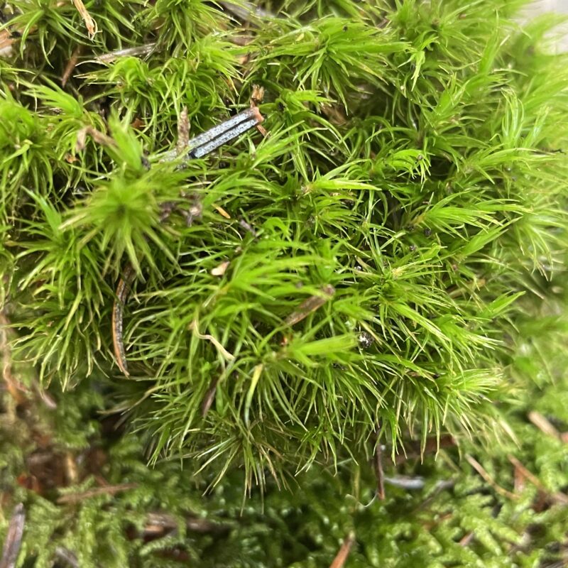 fresh live sheet carpet moss (copy) fresh live sheet carpet moss (copy)