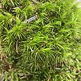 fresh live sheet carpet moss (copy)