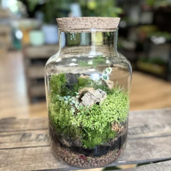 Eco Large Closed Terrarium Glass Container Cork Lid Closed Containers carpet moss