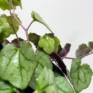 peperomia angulata x ray plant 12cm pot