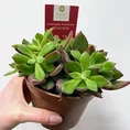 peperomia angulata x ray plant 12cm pot
