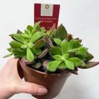 peperomia angulata x ray plant 12cm pot