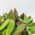 peperomia angulata x ray plant 12cm pot