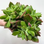 Echeveria Pulvinata Devotion Succulent 12m pot