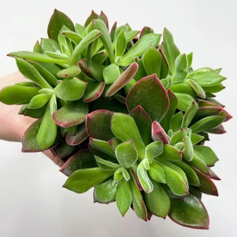 peperomia angulata x ray plant 12cm pot