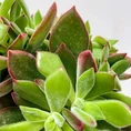 peperomia angulata x ray plant 12cm pot