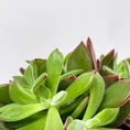 peperomia angulata x ray plant 12cm pot