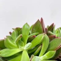 peperomia angulata x ray plant 12cm pot