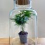 eco large closed terrarium glass container cork lid