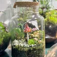 eco large closed terrarium glass container cork lid