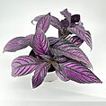Purple and green houseplant with broad leaves in a white pot on a minimalist background.