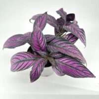 Purple and green houseplant with broad leaves in a white pot on a minimalist background.