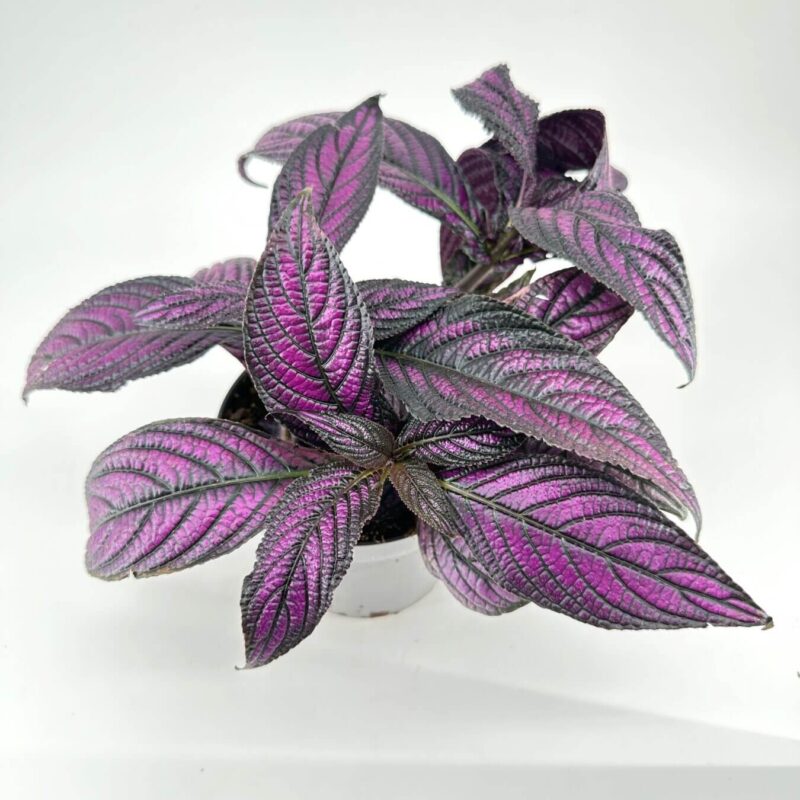 Striking Purple and Green Foliage Houseplant Purple and green houseplant with broad leaves in a white pot on a minimalist background.