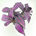 Purple plant with textured leaves on white background, highlighting rich colours and intricate details.