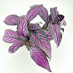 Persian Shield Strobilanthes Dyerianus