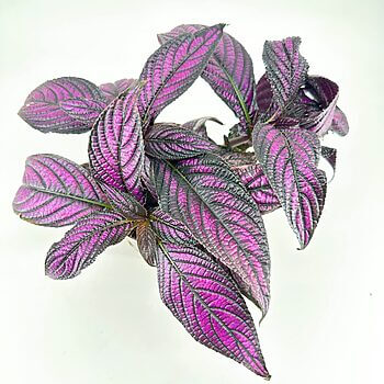Purple plant with textured leaves on white background, highlighting rich colours and intricate details.