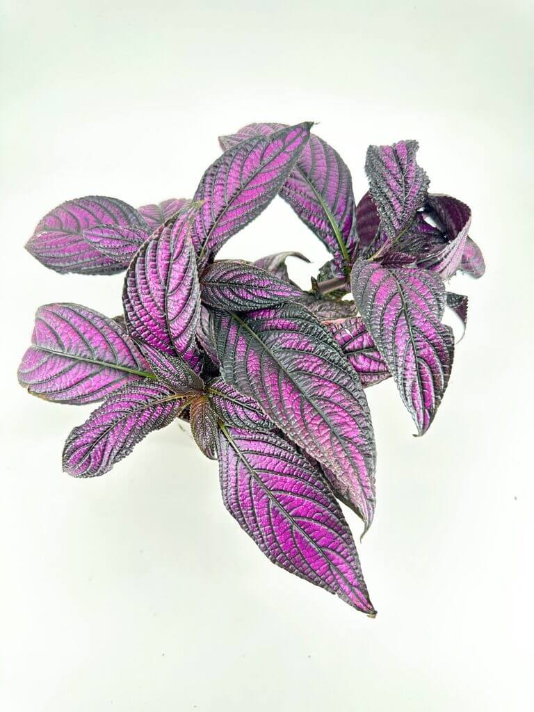 Purple plant with textured leaves on white background, highlighting rich colours and intricate details.