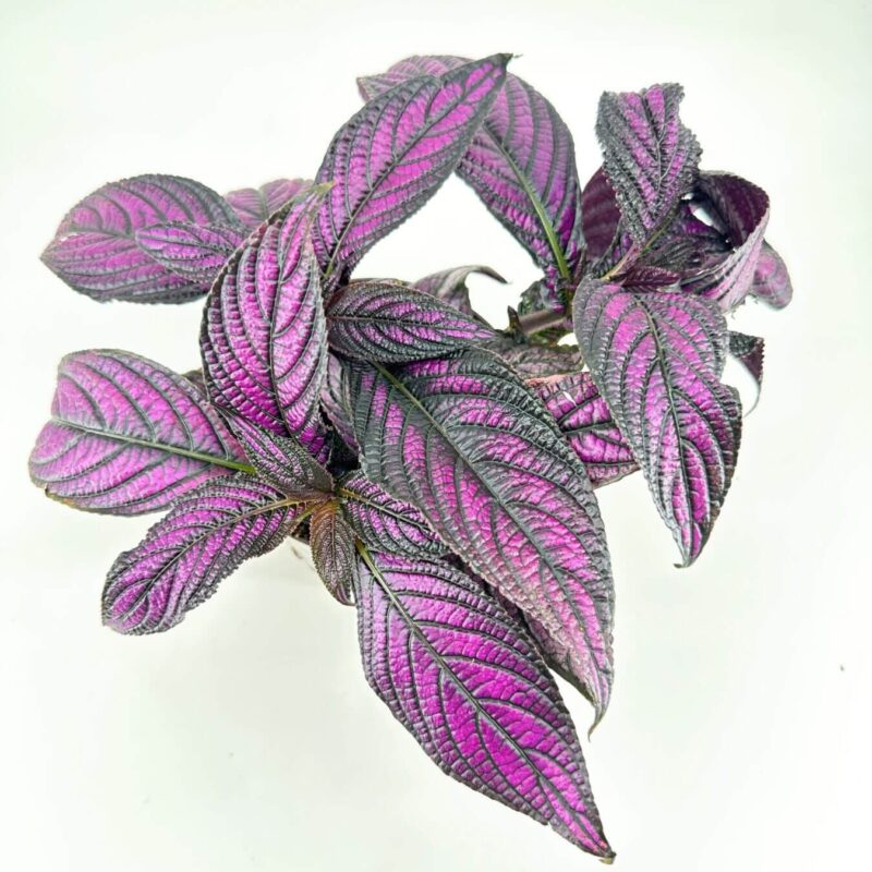 Purple plant with textured leaves on white background, highlighting rich colours and intricate details.