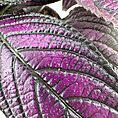 Close-up of vibrant purple leaves with textured veins and serrated edges.